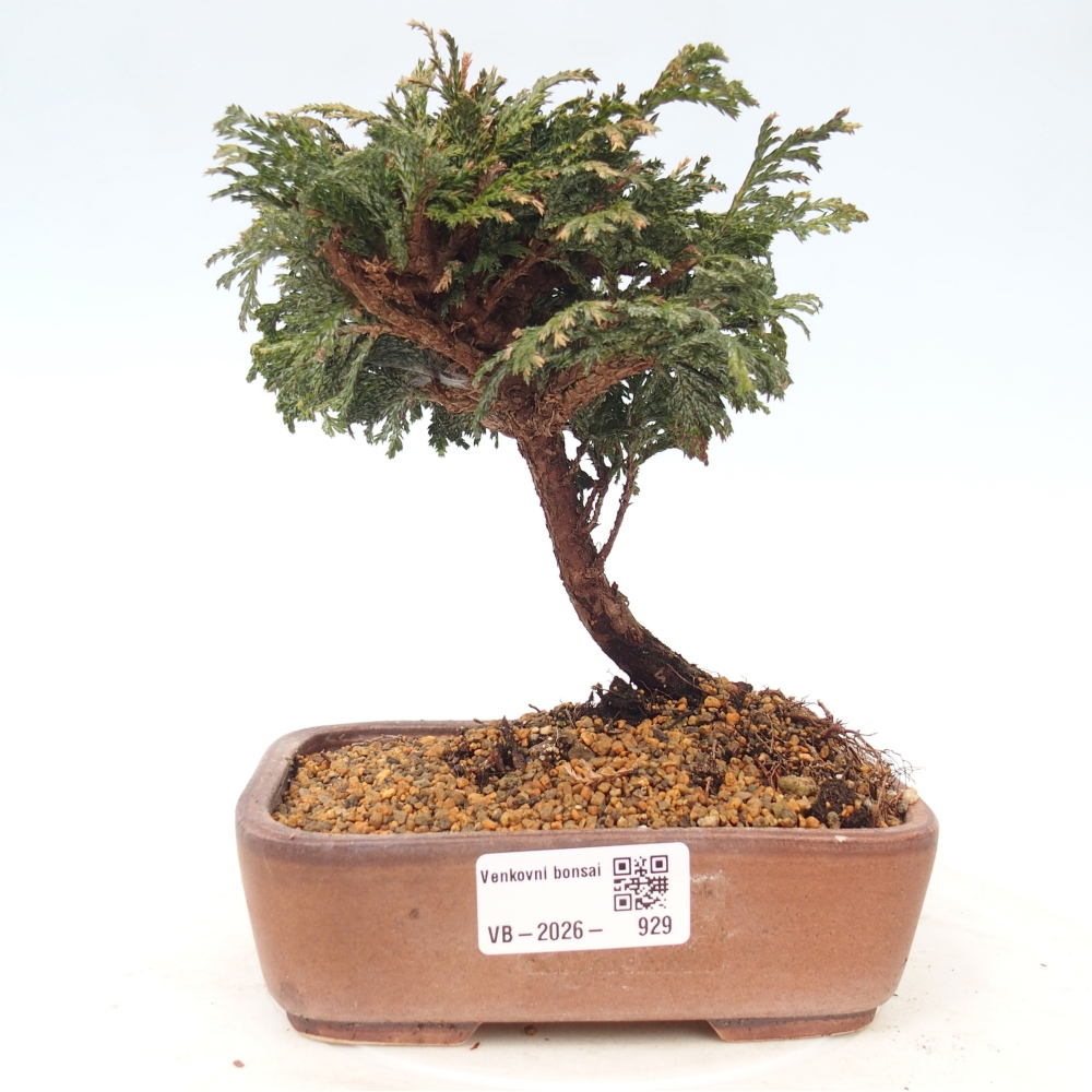 Kültéri bonsai - Cham.pis Parslori - ciprus