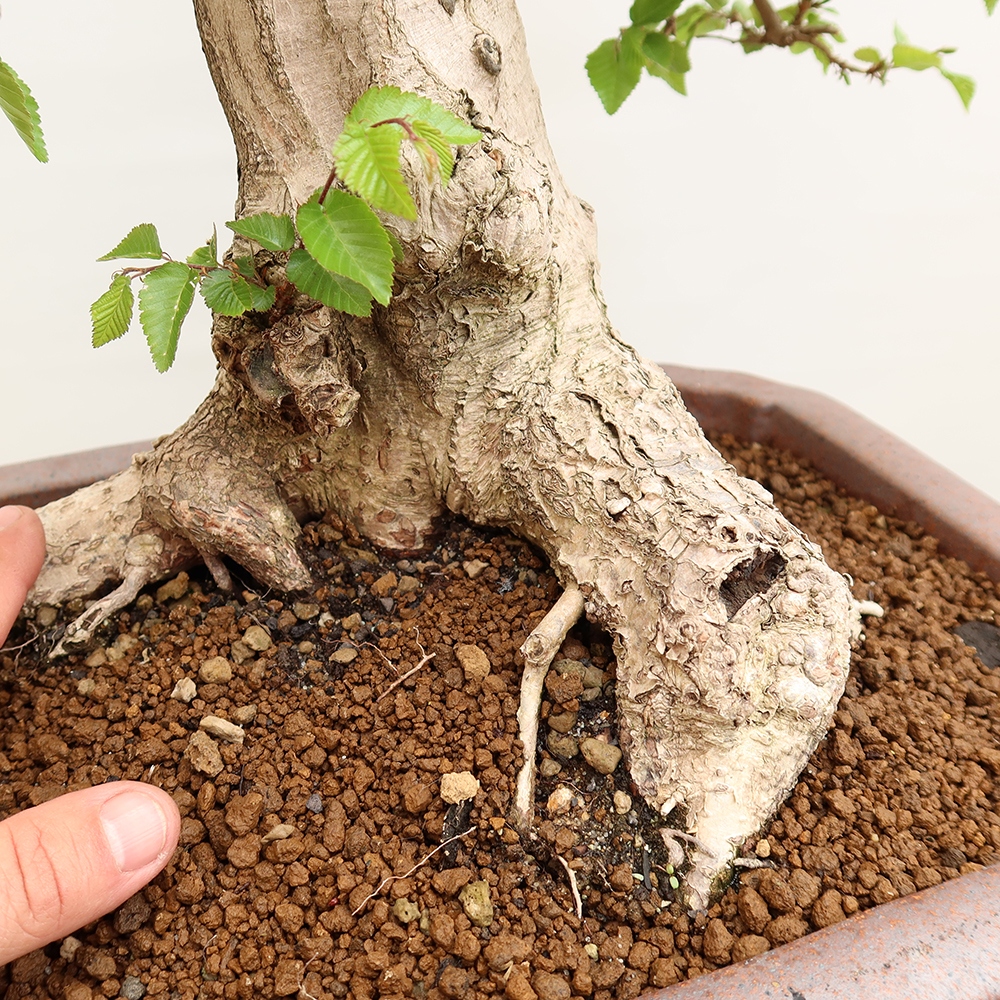 Kültéri bonsai -Carpinus Coreana - Koreai gyertyánfa