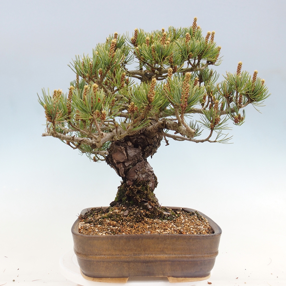 Kültéri bonsai - Pinus parviflora - Pinus parviflora