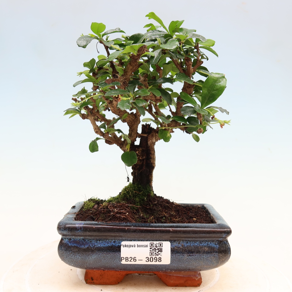 Szobai bonsai - Carmona macrophylla - Tea fuki