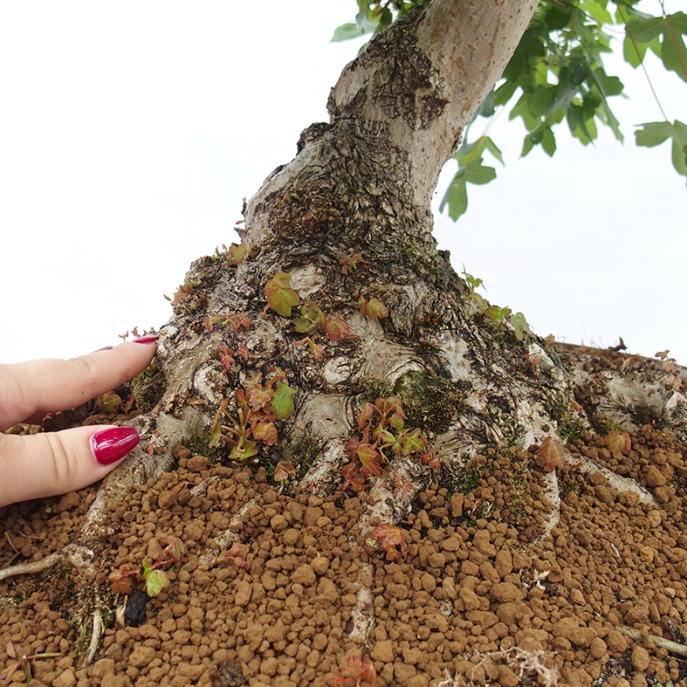 Kültéri bonsai - Francia juhar - Acer Nonspessulanum
