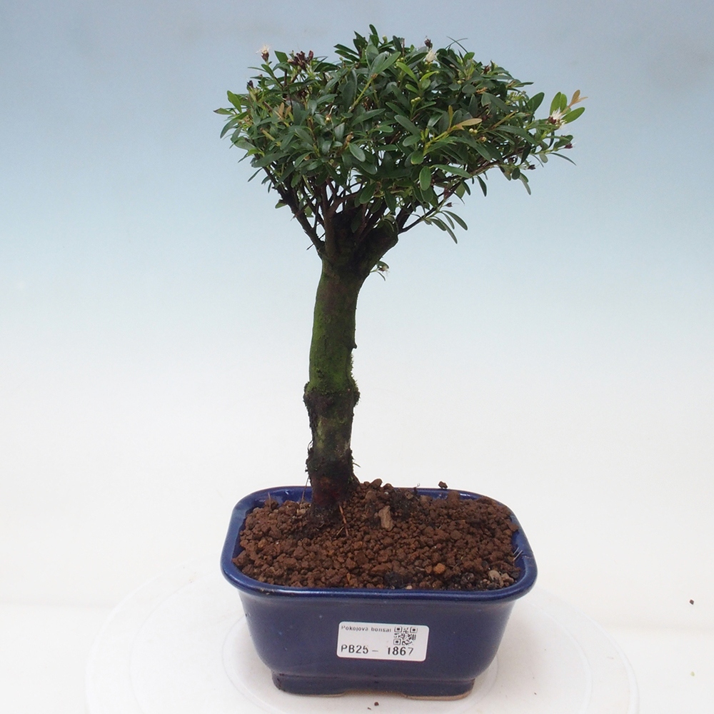Szobai bonsai - Syzygium - Pimento