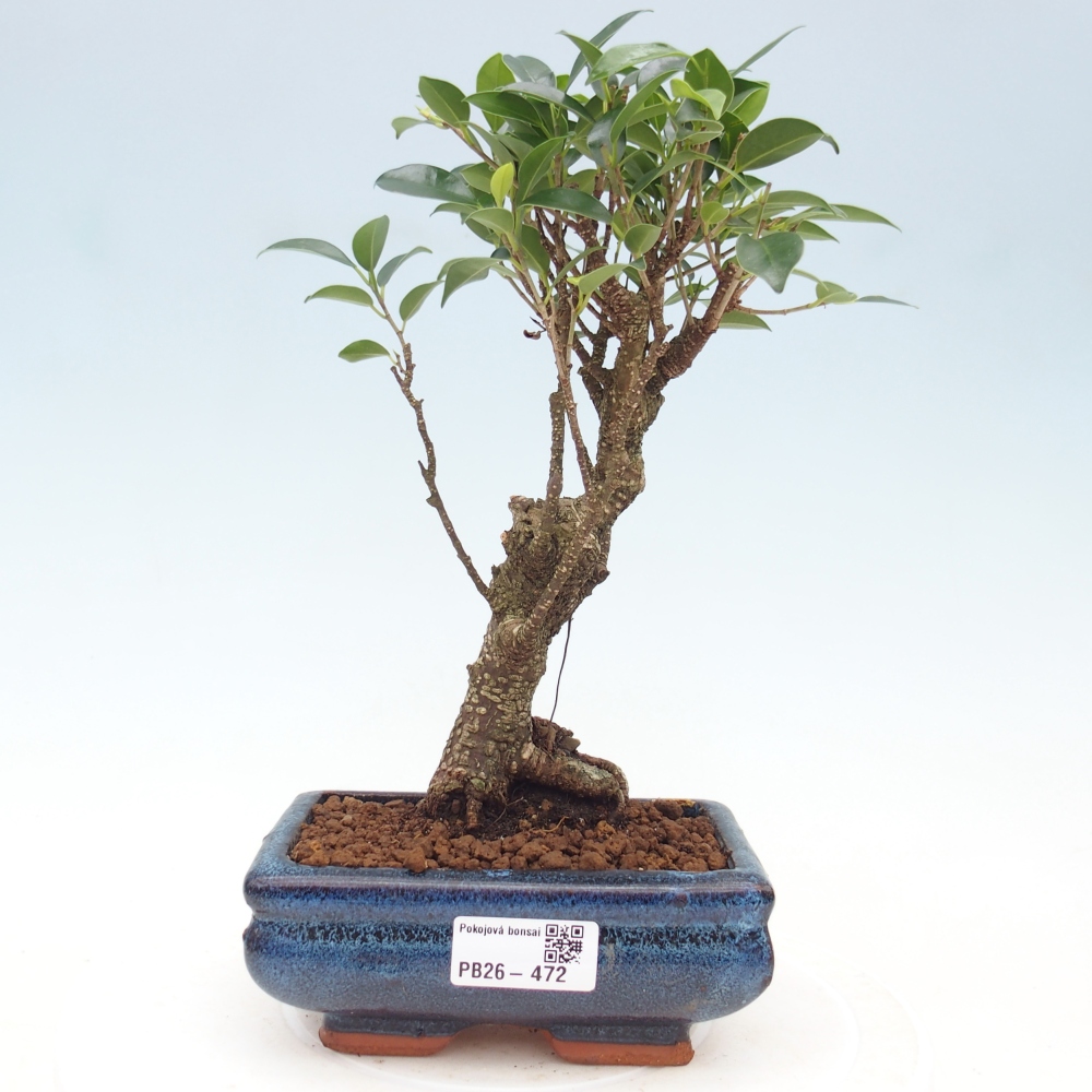 Szobai bonsai - Ficus retusa - kislevelű fikusz