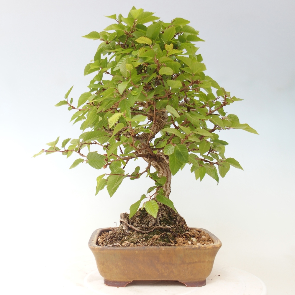 Kültéri bonsai -Carpinus CARPINOIDES - Koreai gyertyánfa