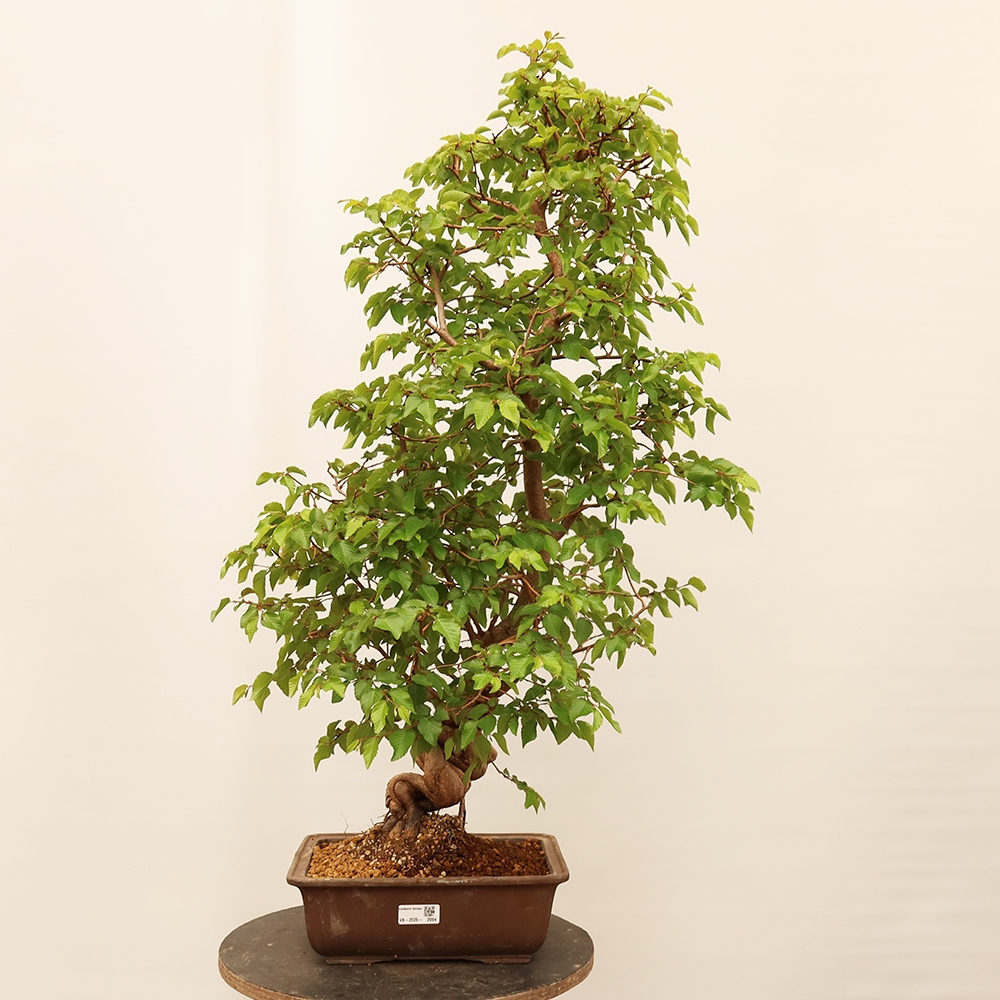 Kültéri bonsai -Carpinus Coreana - Koreai gyertyánfa