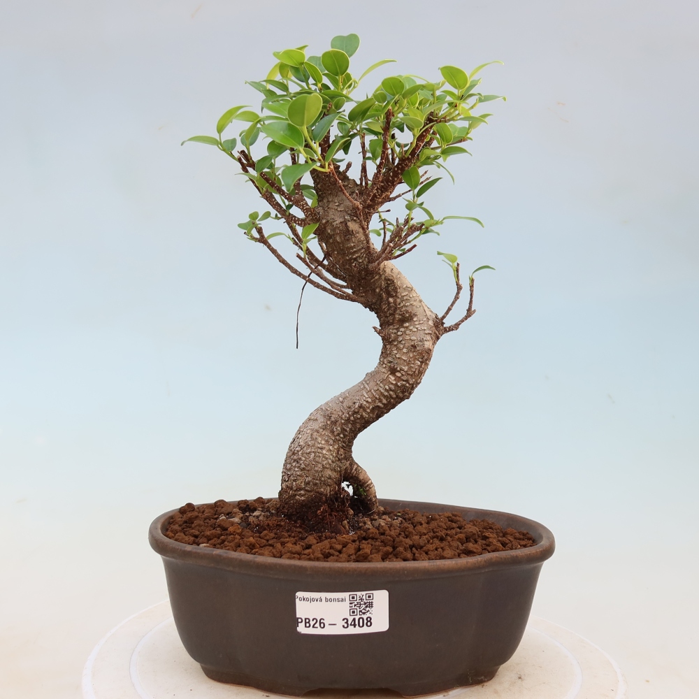 Szobai bonsai - Ficus kimmen - kislevelű fikusz