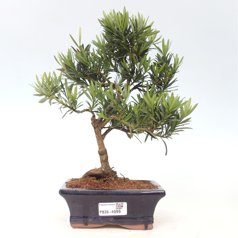 Szobai bonsai - Podocarpus - Kőtiszafa