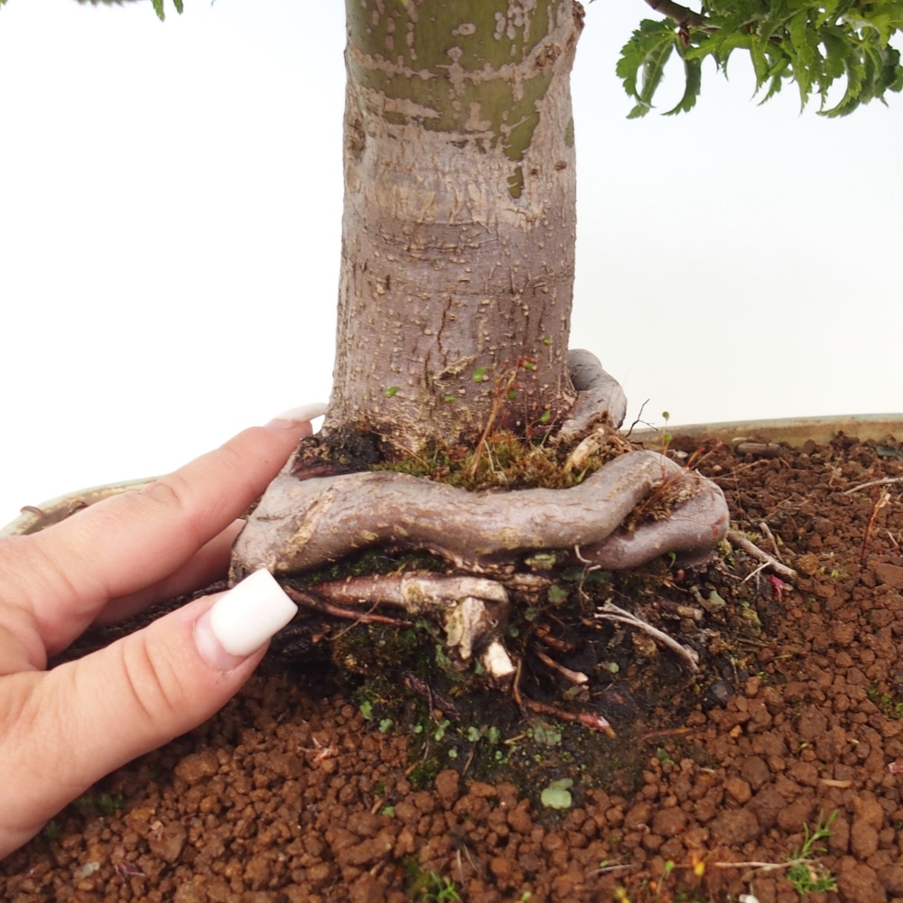 Kültéri bonsai -Javor pálma Acer palmatum Shishigashira