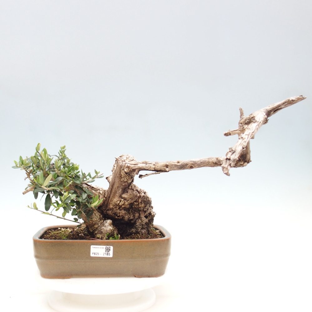 Beltéri bonsai - Olea europaea sylvestris