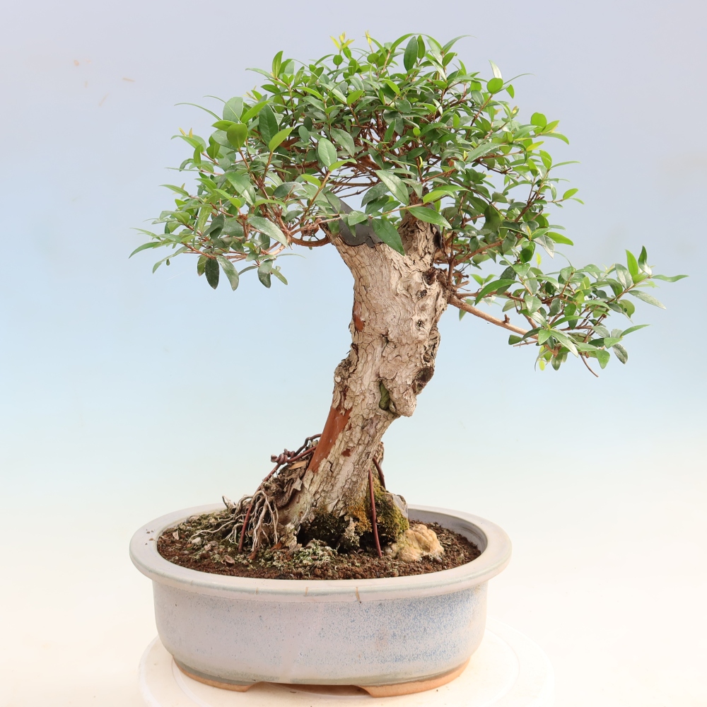 Szobai bonsai - Myrtus communis - Mirtus communis - Mirtusz