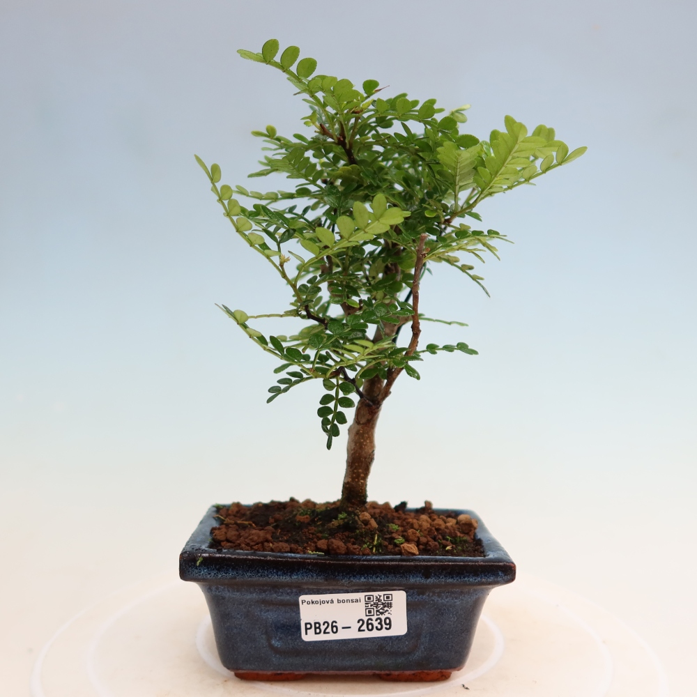 Szobai bonsai - Zantoxylum piperitum - borsfa