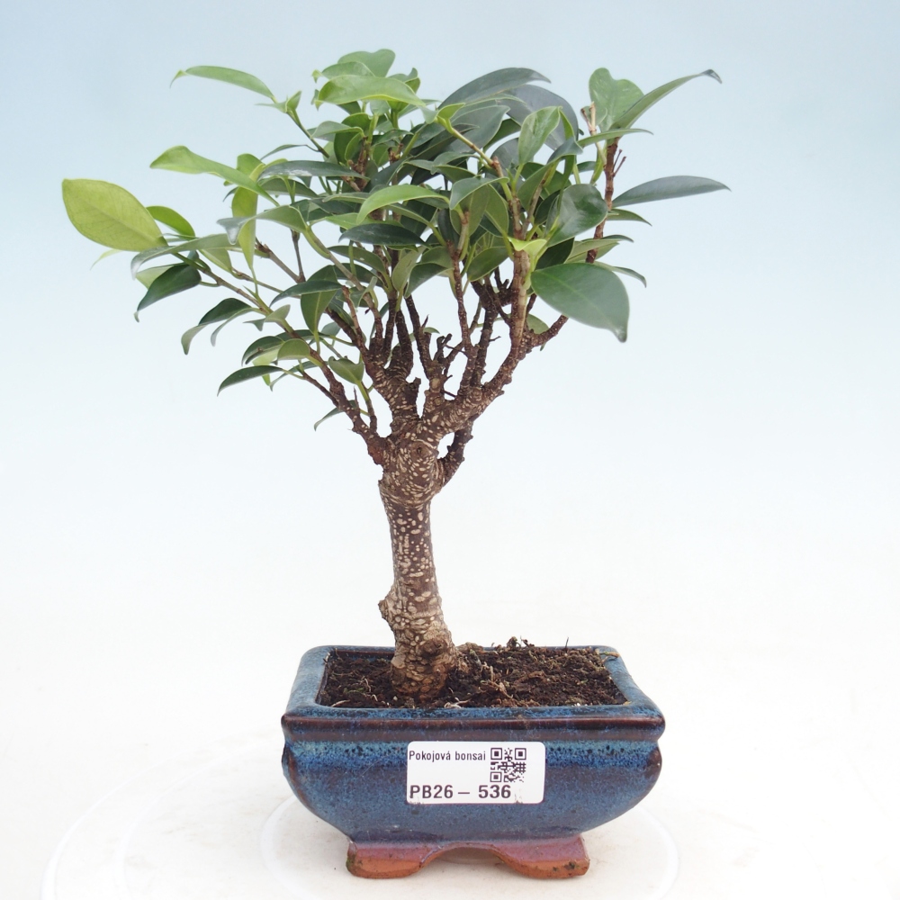 Szoba bonsai Ficus retusa kimmen