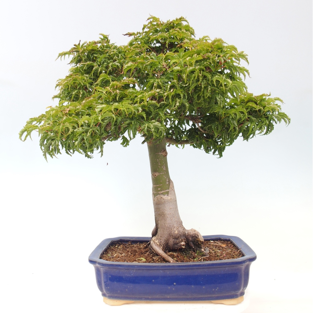Kültéri bonsai -Javor pálma Acer palmatum Shishigashira
