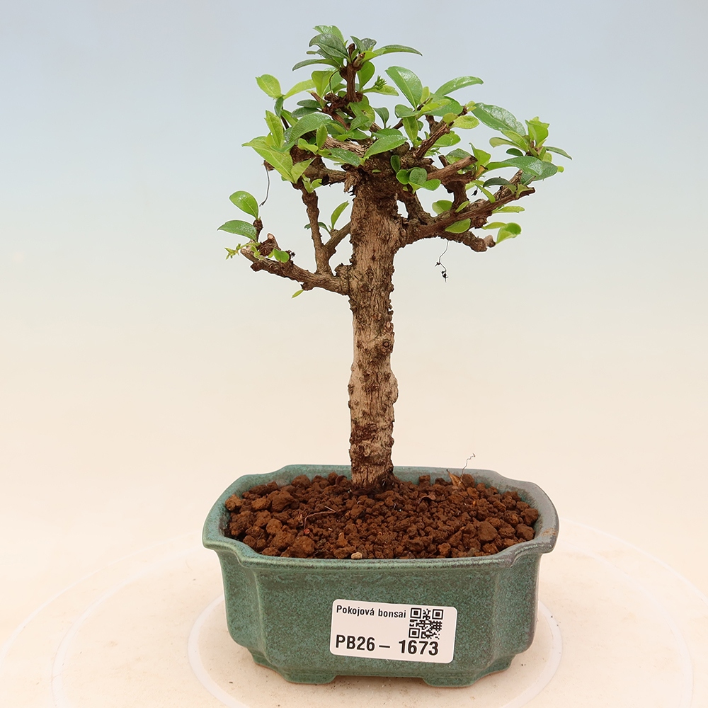 Szobai bonsai - Carmona macrophylla - Tea fuki