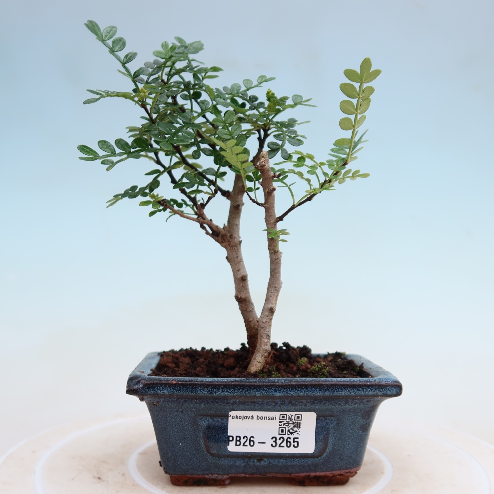 Szobai bonsai - Zantoxylum piperitum - borsfa