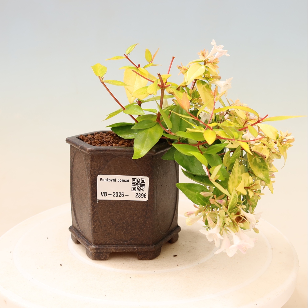 Kültéri bonsai – Abelia gr. Kleidoscope – Nagyvirágú abélia