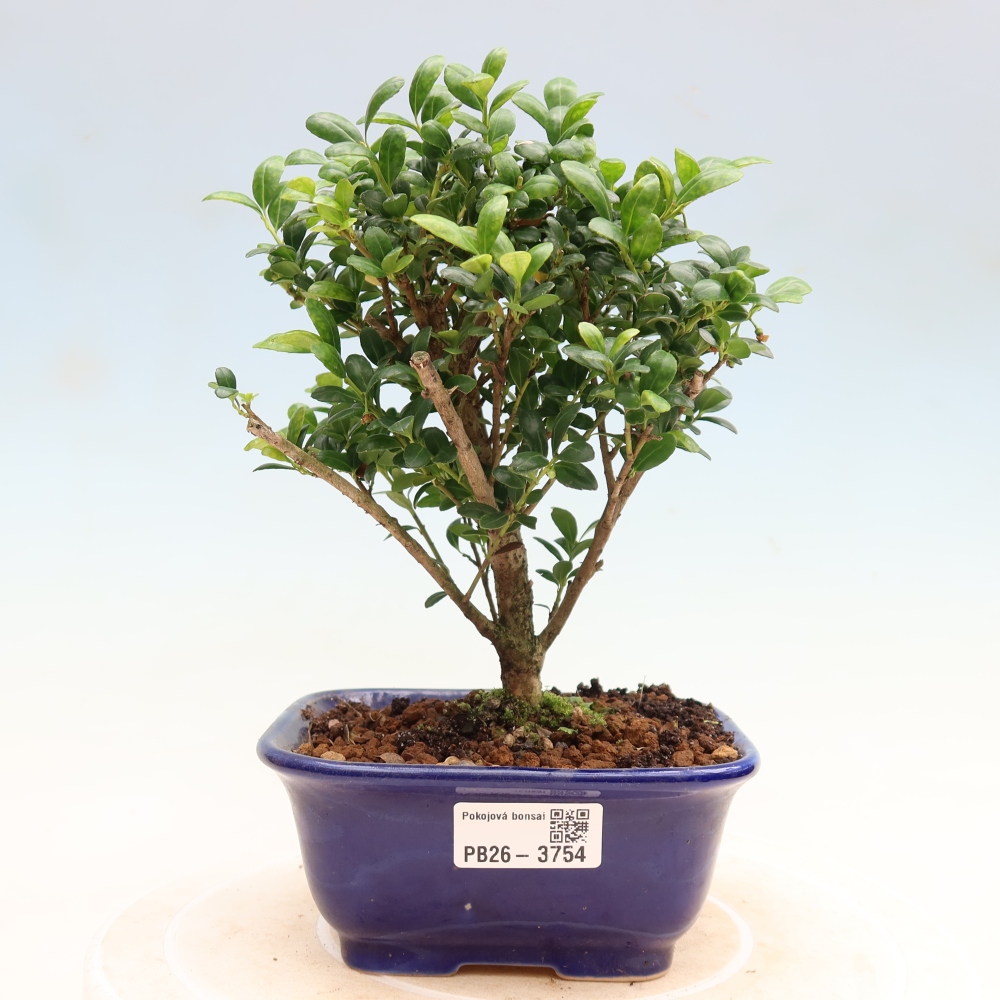 Szobai bonsai - Ilex crenata - Holly