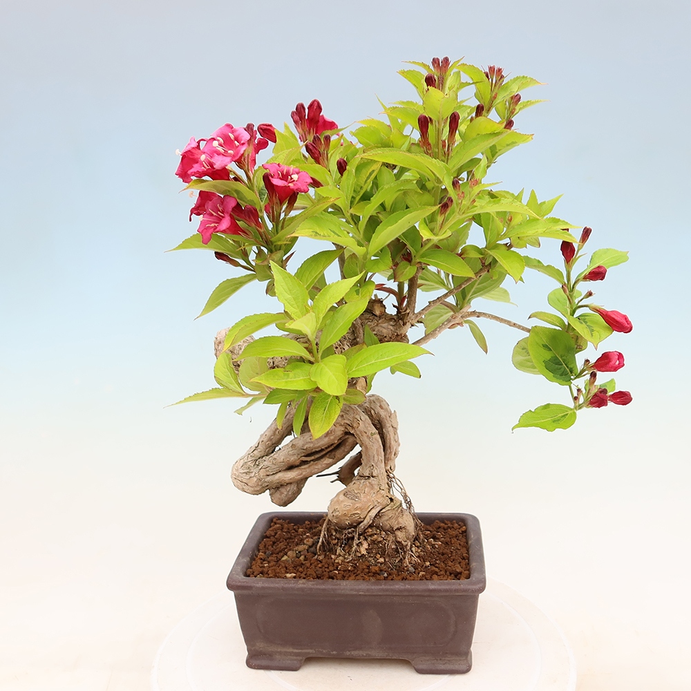Kültéri bonsai – Weigela subsessilis – Koreai vajgélia