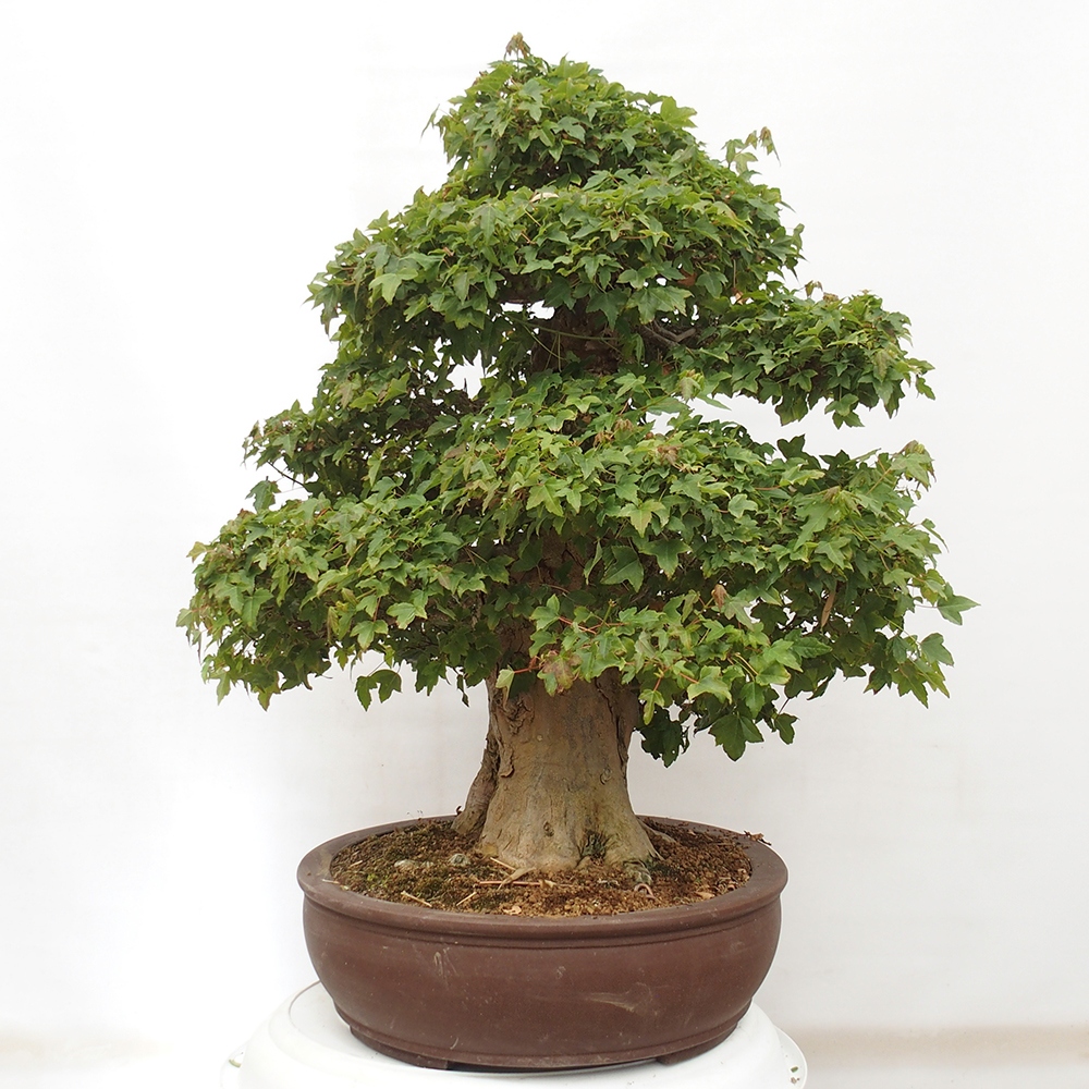 Kültéri bonsai - Acer Buergerianum - Burger juhar