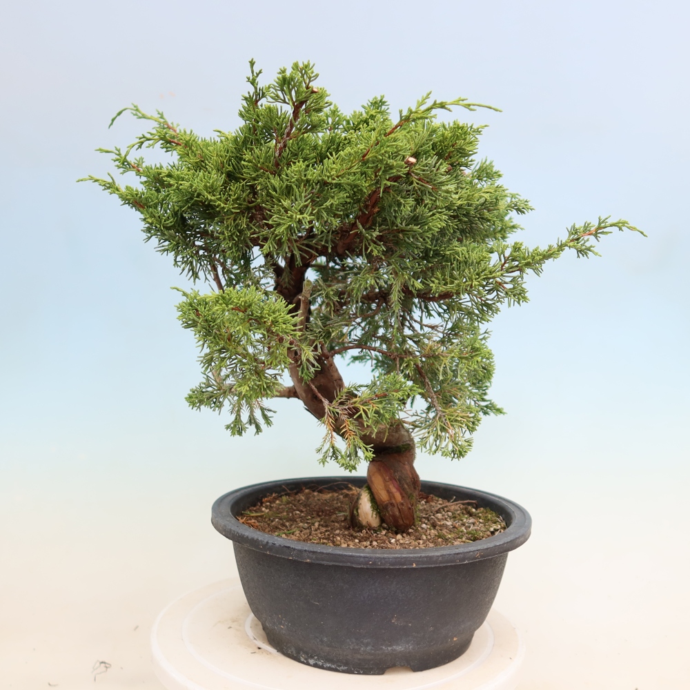 Kültéri bonsai - Juniperus chinensis Itoigawa-Juniperus chinensis