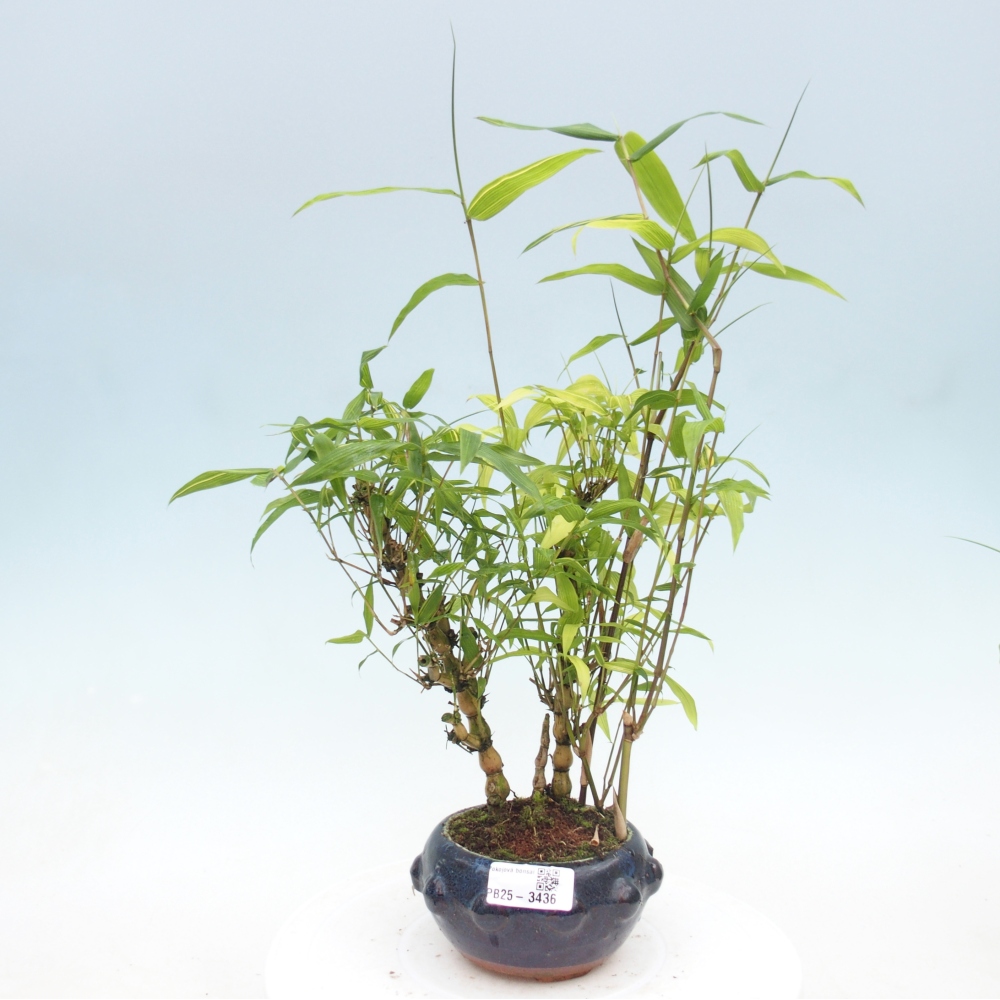 Szoba bonsai - Bambusz budha - Bambusz budha hasa