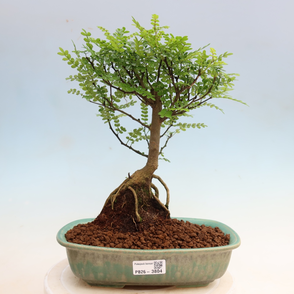 Szobai bonsai - Zantoxylum piperitum - borsfa