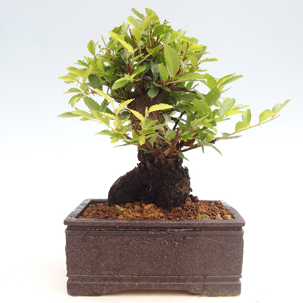 Kültéri bonsai - Zelkova - Zelkova NIRE