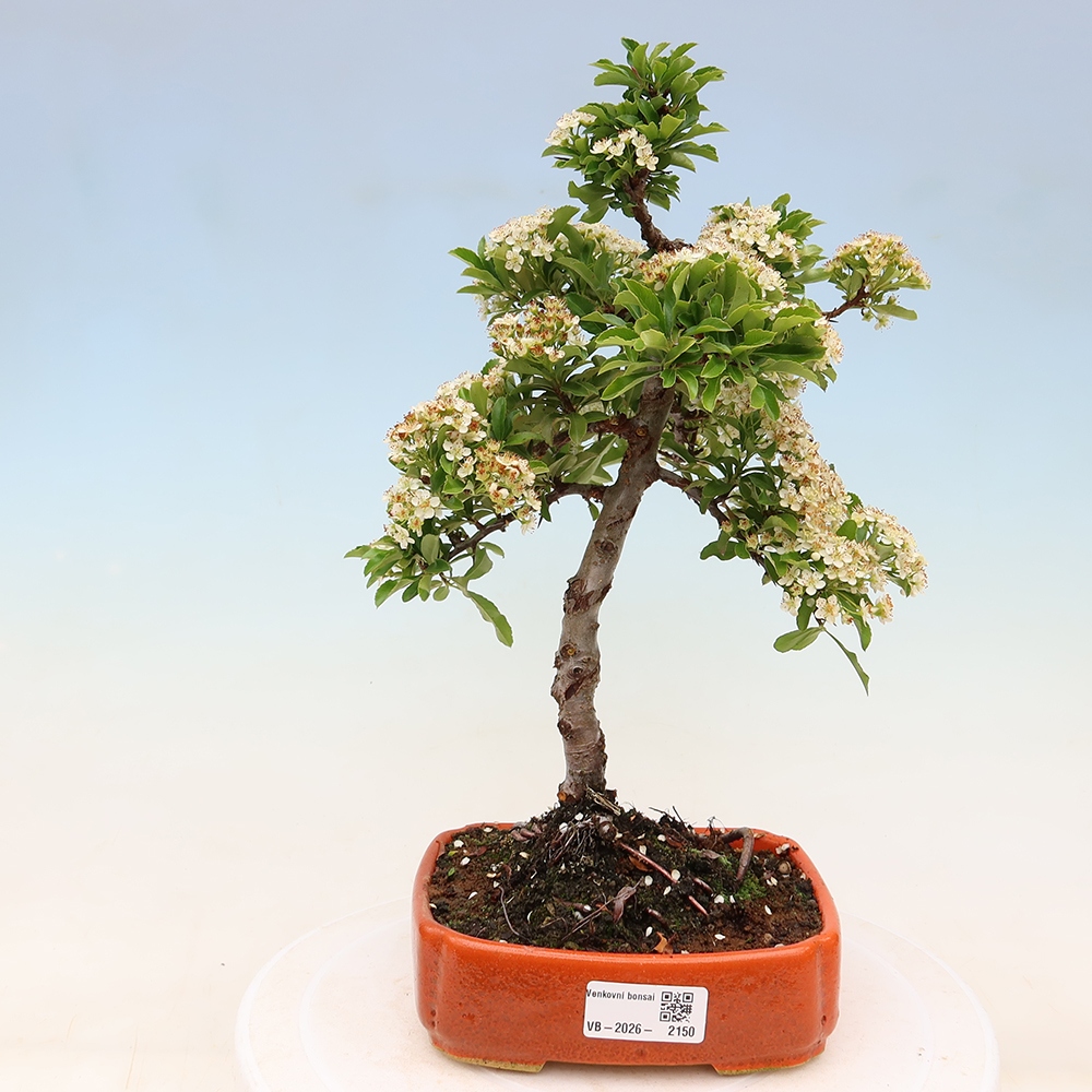 Kültéri bonsai – Pyracantha teton – Skarlátvörös tűzcserje