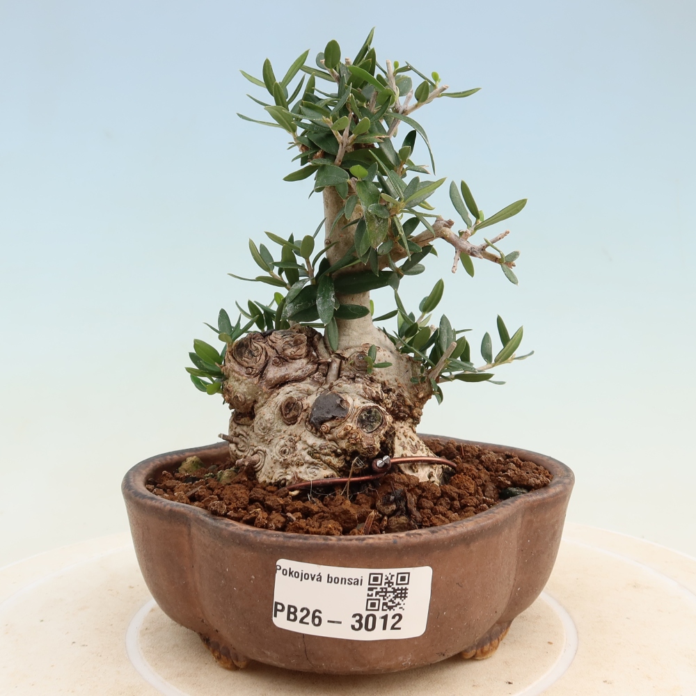Beltéri bonsai - Olea europaea sylvestris