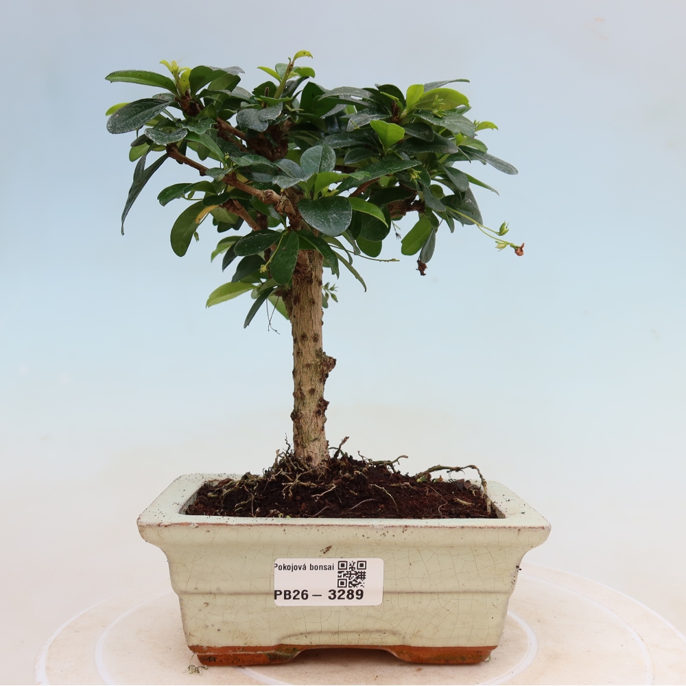 Szobai bonsai - Carmona macrophylla - Tea fuki
