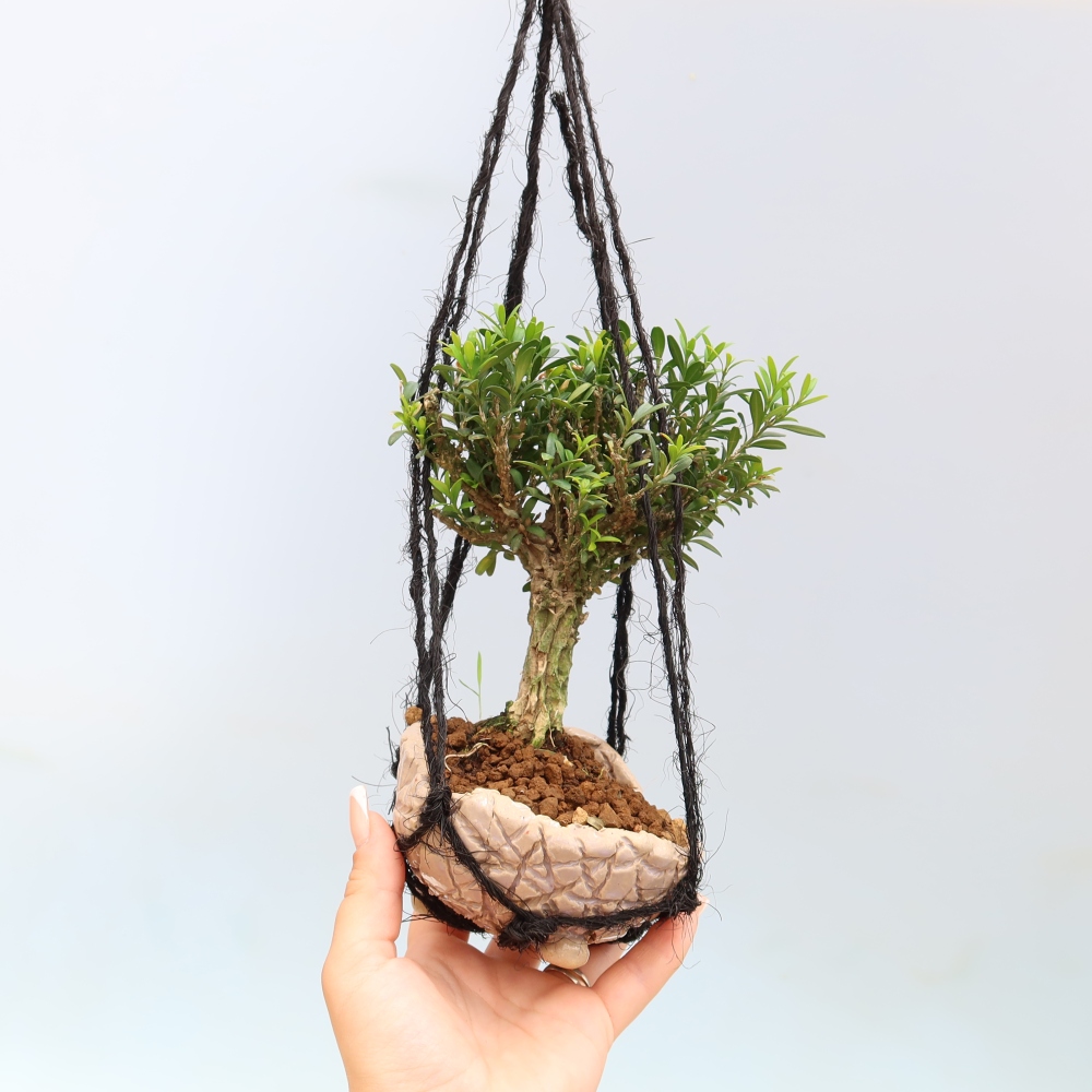Kokedama kerámiaedényben – Buxus harlandii – parafa buxus