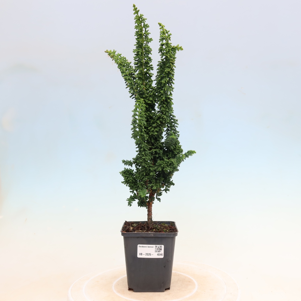 Kültéri bonsai - Cham. obtusa SEKKA HINOKI - Cifra ciprus