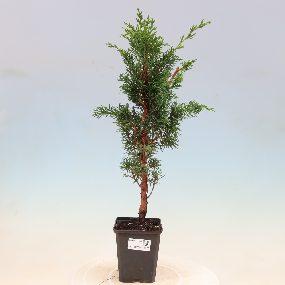 Kültéri bonsai - Juniperus chinensis Kishu