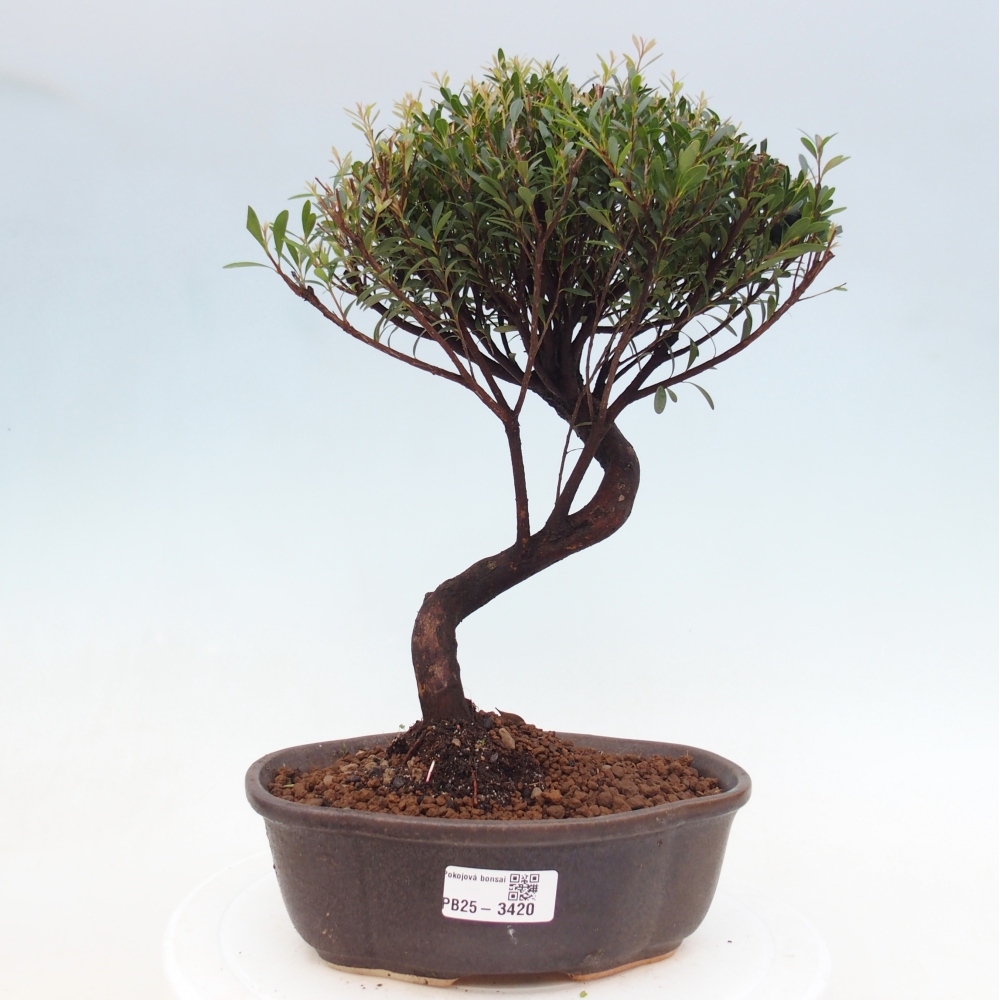 Szobai bonsai - Syzygium - Pimento