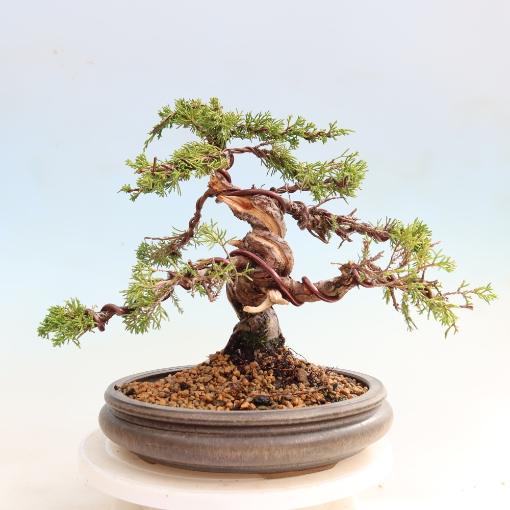 Kültéri bonsai - Juniperus chinensis Itoigawa-Juniperus chinensis