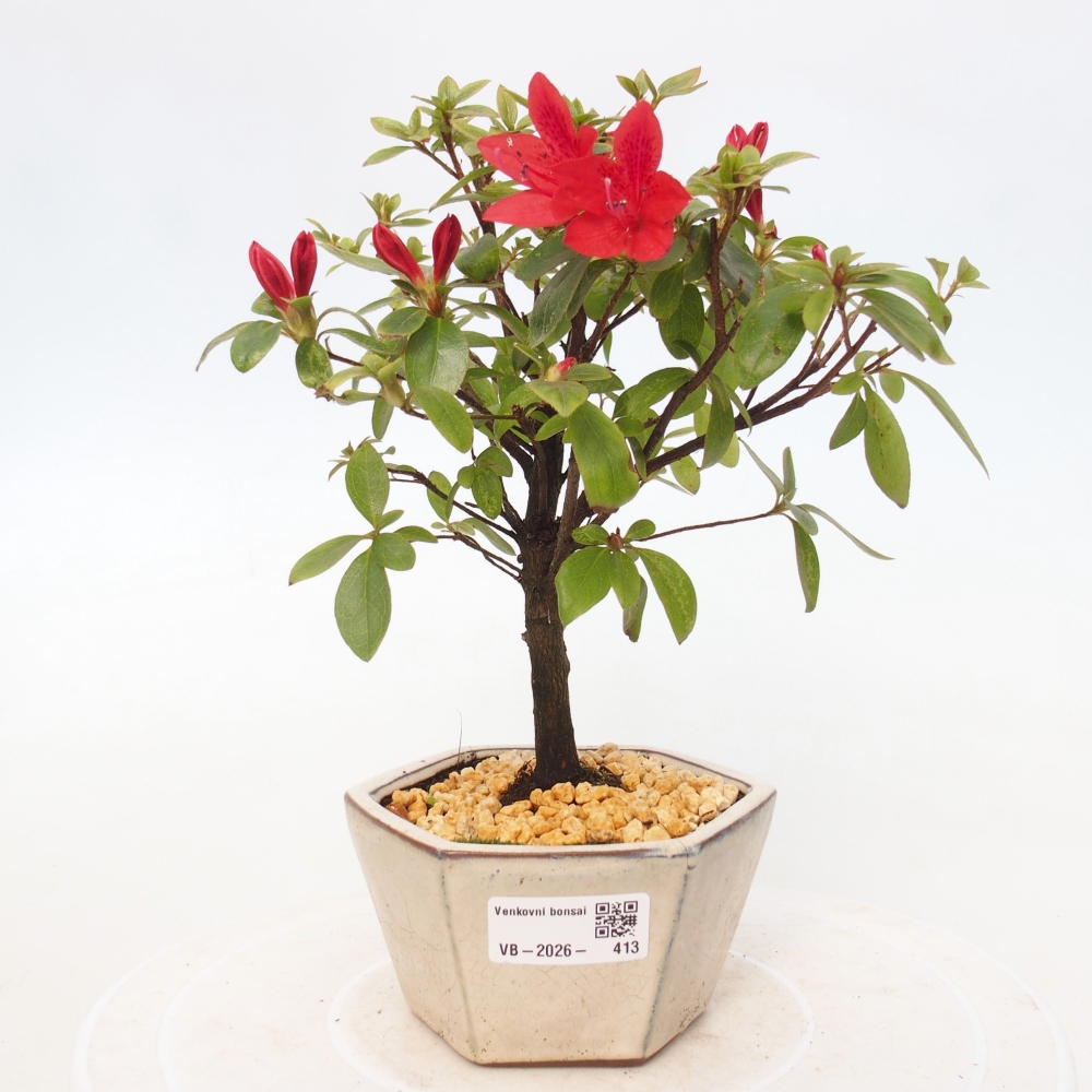 Kültéri bonsai - japán azálea - Azalea sp.