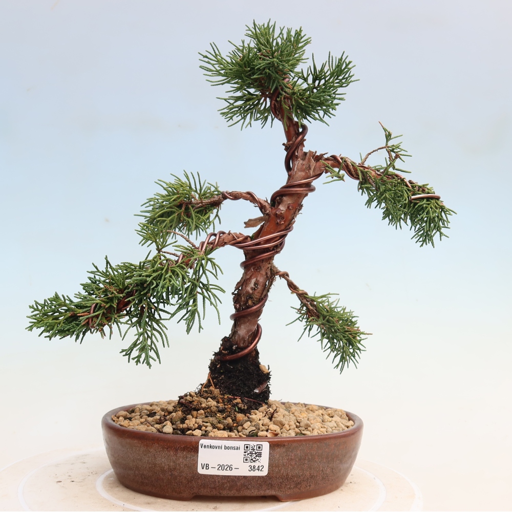 Kültéri bonsai - Juniperus chinensis Kishu