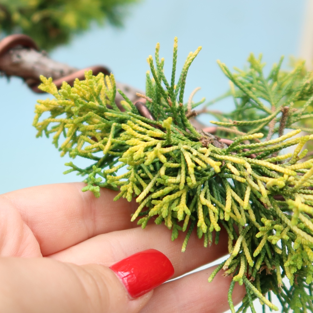 Kültéri bonsai – Juniperus chinensis  aurea – arany kínai boróka