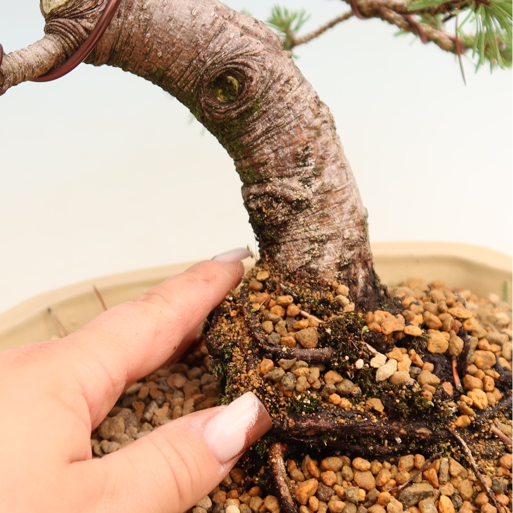 Kültéri bonsai – Pinus mugo Humpy – Törpefenyő