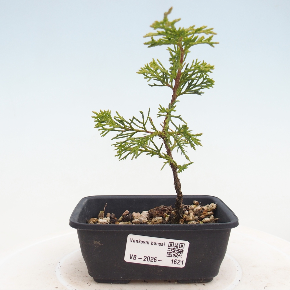 Kültéri bonsai - Juniperus chinensis Itoigawa