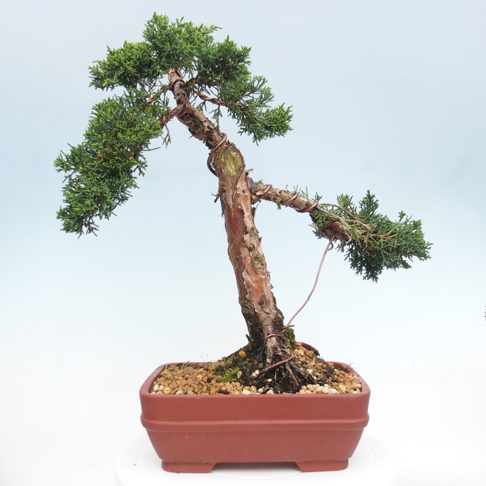Kültéri bonsai - Juniperus chinensis Kishu