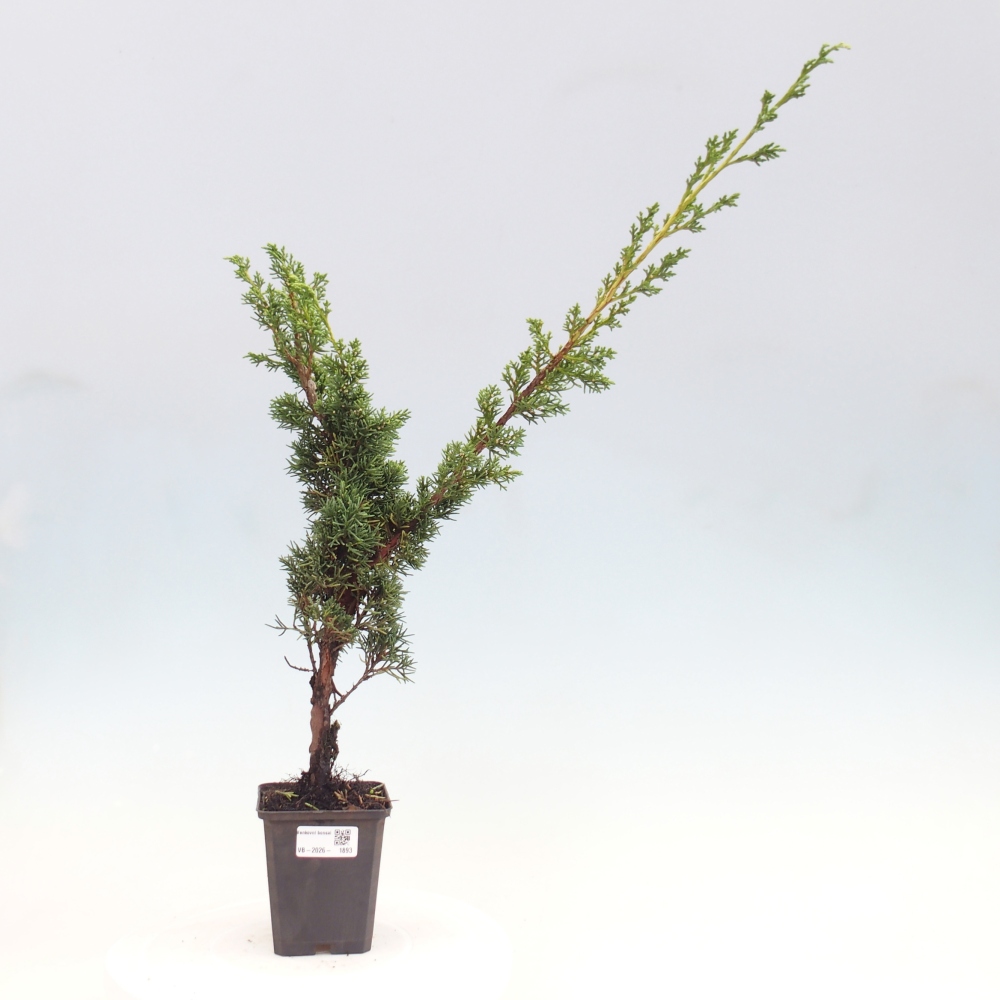 Kültéri bonsai - Juniperus chinensis Kishu
