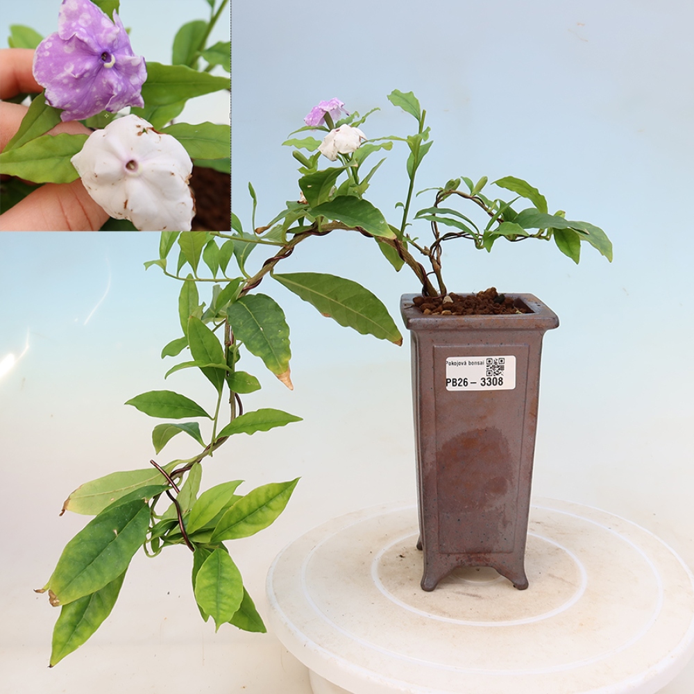 Szobai bonsai – Costa-jázmin – Brunfelsia