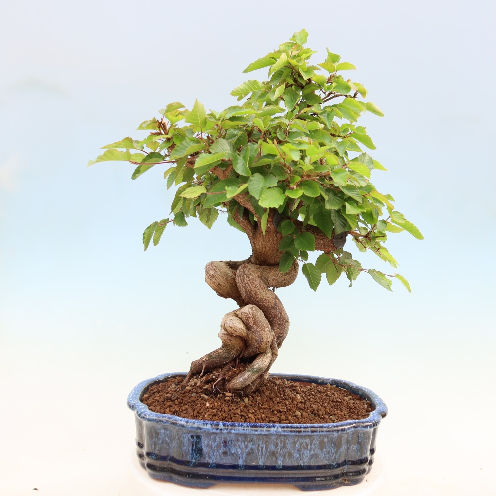 Kültéri bonsai -Carpinus Coreana - Koreai gyertyánfa