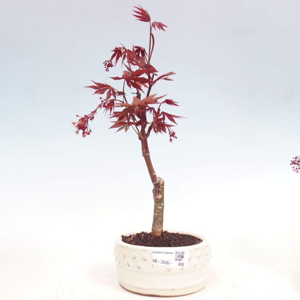 Kültéri bonsai - Acer pálma. Atropurpureum-Javor palmate