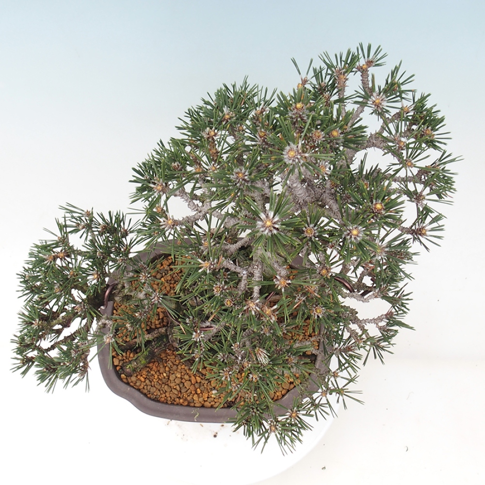 Kültéri bonsai - Pinus thunbergii Kotobuki - Thunberg fenyő