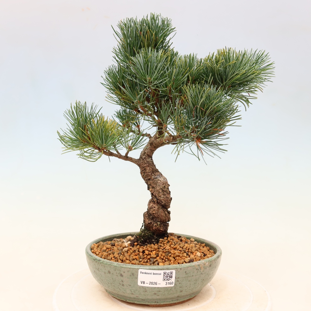 Kültéri bonsai - Pinus parviflora - Pinus parviflora