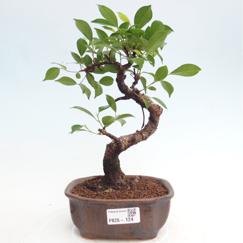 Szobai bonsai - Ficus retusa - kislevelű fikusz