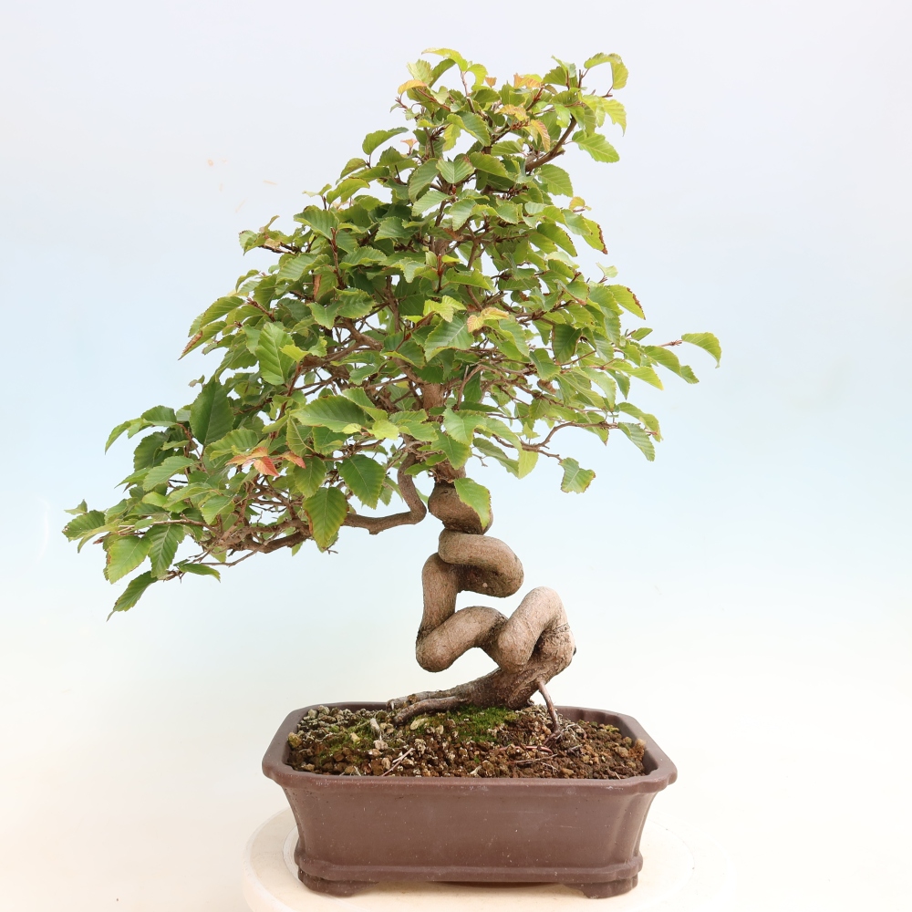 Kültéri bonsai -Carpinus CARPINOIDES - Koreai gyertyánfa