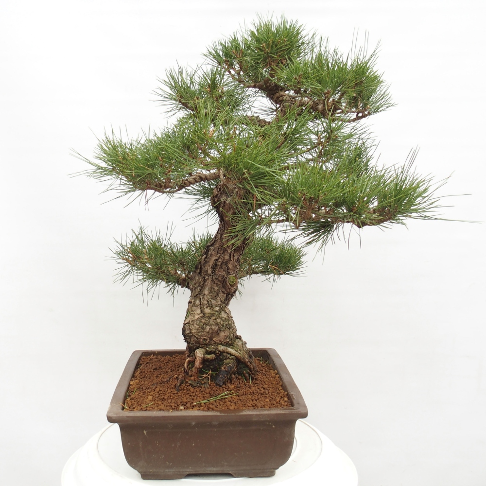 Kültéri bonsai - Pinus thunbergii - Thunberg fenyő